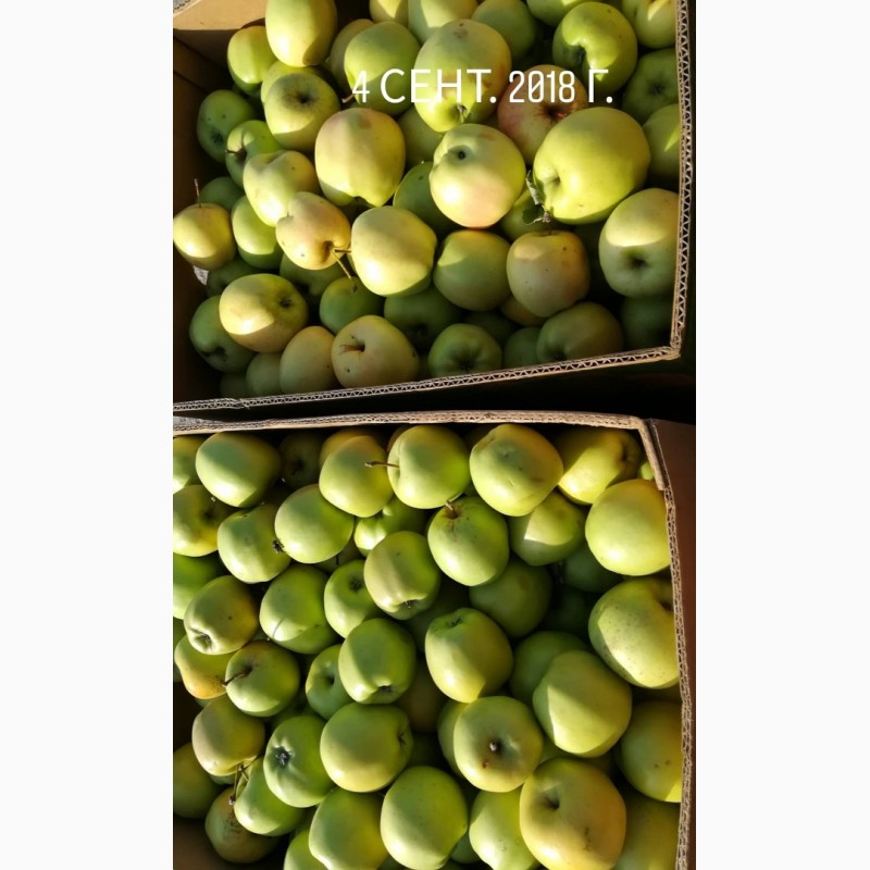 Фото 3. Продам яблоки зимних сортов. Из сада, урожай 2018 г