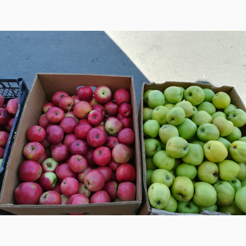 Фото 4. Продам яблоки зимних сортов. Из сада, урожай 2018 г