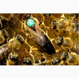 Продам Плодні Пчеломатки карпатки 2019