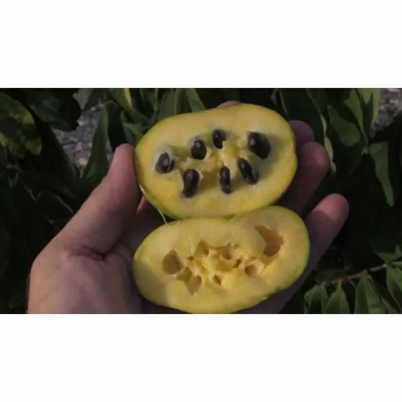 Фото 3. Продам Азіміна Трілоба, Банан Мексиканський - насіння