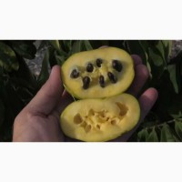 Продам Азіміна Трілоба, Банан Мексиканський - насіння