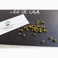 Маш семена (бобы мунг дал, золотистая фасоль)насіння (20 шт)
