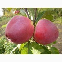 Живці груші, яблуні, абрикоса, черешні, сливи, персика для зимового та весняного щеплення