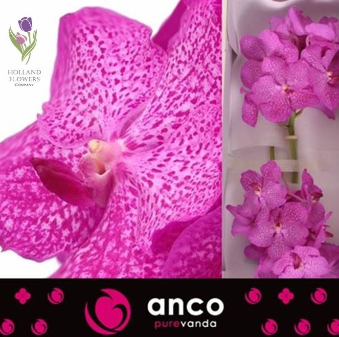 Фото 3. Orchid Vanda, Орхидея Ванда, ОПТ, Киев, Украина, Голландия