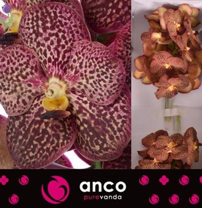 Фото 4. Orchid Vanda, Орхидея Ванда, ОПТ, Киев, Украина, Голландия