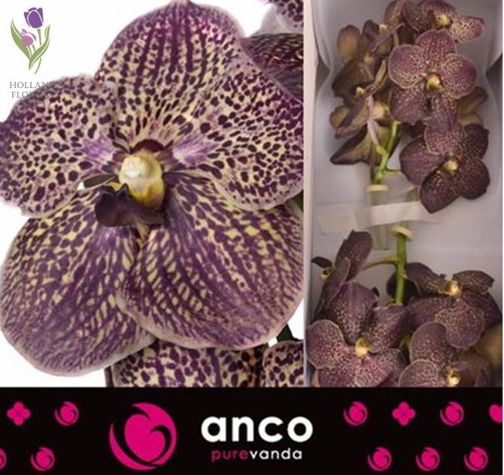 Фото 5. Orchid Vanda, Орхидея Ванда, ОПТ, Киев, Украина, Голландия