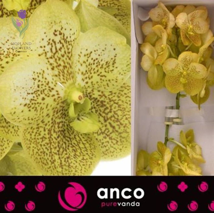 Фото 6. Orchid Vanda, Орхидея Ванда, ОПТ, Киев, Украина, Голландия