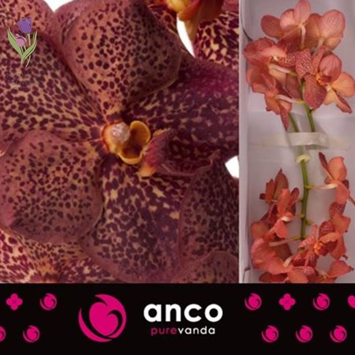 Фото 7. Orchid Vanda, Орхидея Ванда, ОПТ, Киев, Украина, Голландия