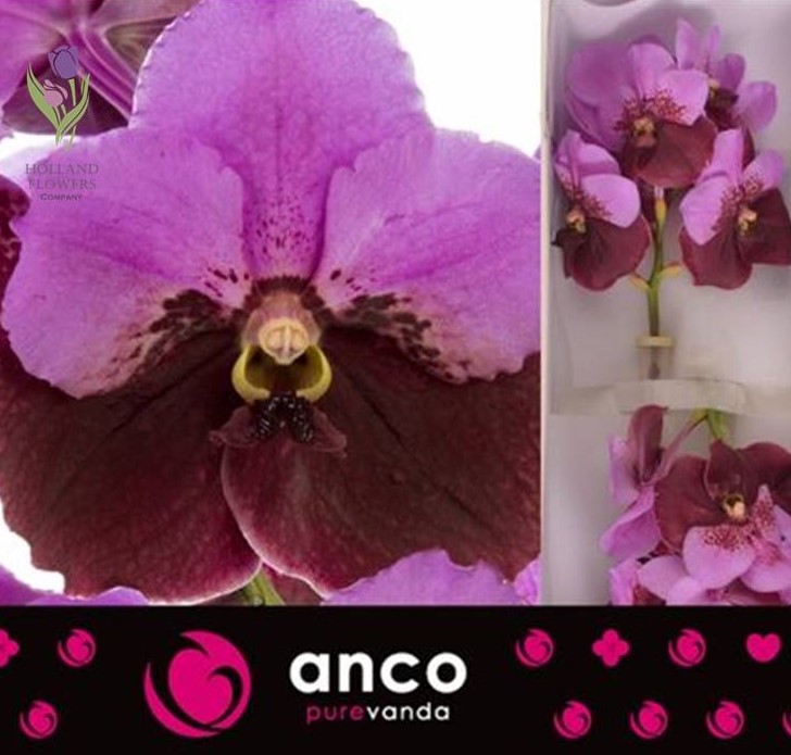 Фото 11. Orchid Vanda, Орхидея Ванда, ОПТ, Киев, Украина, Голландия