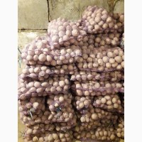 Продам картоплю насіннєву, сорт рівєра