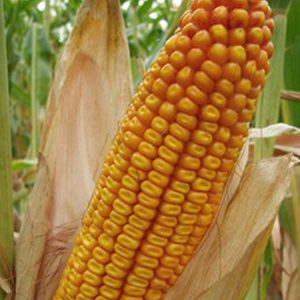 Фото 2. Канадский трансгенный гибрид кукурузы SEDONA BT 166 ФАО 180 насінняя, семена кукурузы