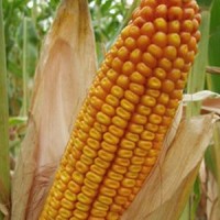 Канадский трансгенный гибрид кукурузы SEDONA BT 166 ФАО 180 насінняя, семена кукурузы