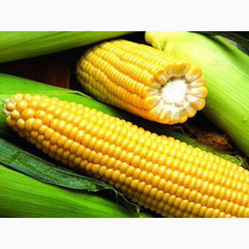 Фото 3. Канадский трансгенный гибрид кукурузы SEDONA BT 166 ФАО 180 насінняя, семена кукурузы
