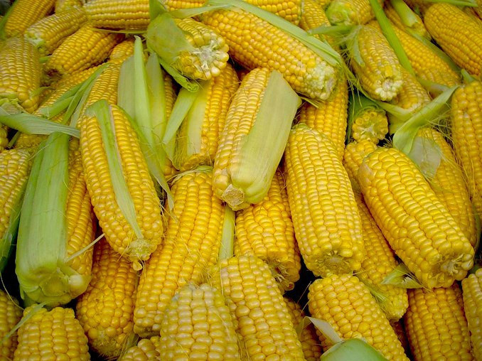 Фото 4. Канадский трансгенный гибрид кукурузы SEDONA BT 166 ФАО 180 насінняя, семена кукурузы