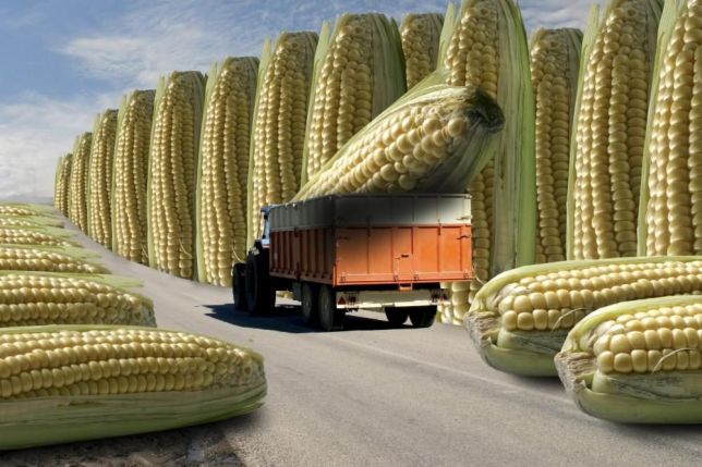 Фото 5. Канадский трансгенный гибрид кукурузы SEDONA BT 166 ФАО 180 насінняя, семена кукурузы