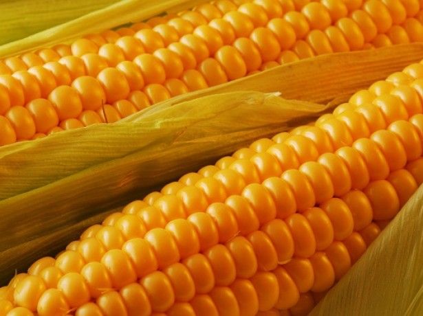 Фото 6. Канадский трансгенный гибрид кукурузы SEDONA BT 166 ФАО 180 насінняя, семена кукурузы