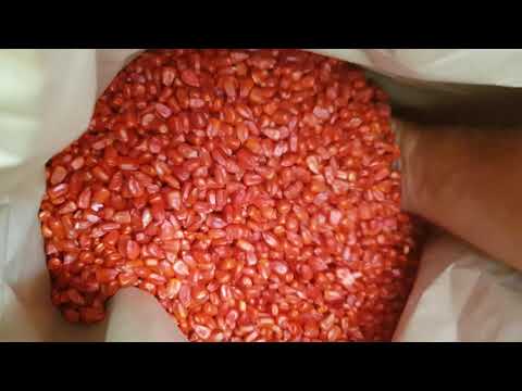 Фото 9. Канадский трансгенный гибрид кукурузы SEDONA BT 166 ФАО 180 насінняя, семена кукурузы