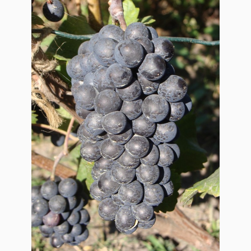 Фото 3. Продам саженцы технического(винного) винограда Пино Нуар в г.Сумы