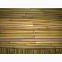 Бамбуковые опоры (бамбук для сада) ОПТОМ
