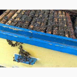 Продам бжджолосімї