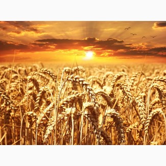 Семена озимой пшеницы Колония 1-реп. (Лимогрейн)