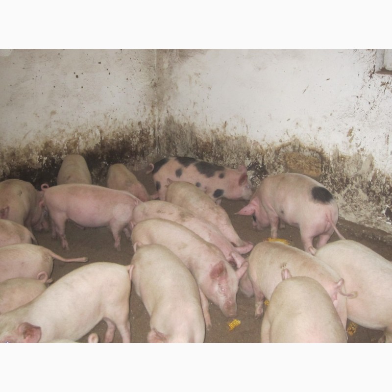 Фото 3. Продам поросят свиньи маленькие 8-15 кг
