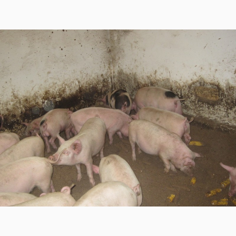 Фото 4. Продам поросят свиньи маленькие 8-15 кг
