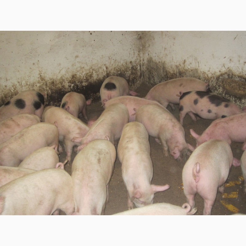 Фото 5. Продам поросят свиньи маленькие 8-15 кг