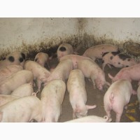 Продам поросят свиньи маленькие 8-15 кг