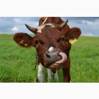 Продам Корм от 500 кг для Коров Соевый Жмых (Шрот, Макуха) 44% Протеин, с Доставкой