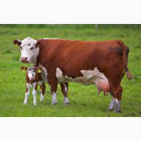 Продам Корм от 500 кг для Коров Соевый Жмых (Шрот, Макуха) 44% Протеин, с Доставкой