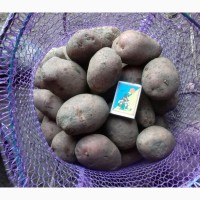Картопля 2019 картофель