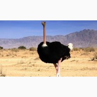 Страусы Африканские, страусята
