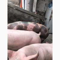 Продажа откорм свиней 110-120 кг в неделю 200 голов