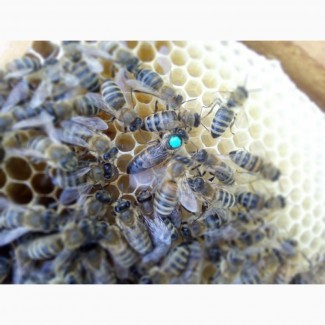 Бджолині матки неплідні та плідні бджоломатки Карніка “ПЕШЕЦ” та Українська степова