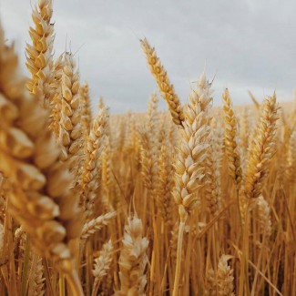 Продам посевной материал озимой пшеницы Антонина элита Краснодарская селекция