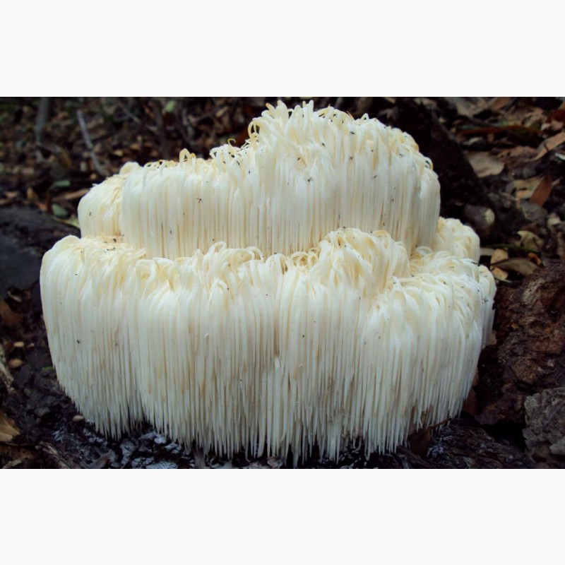 Ежовик гребенчатый сушеный гриб / Ежевик