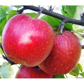 Яблуня осіння Галла шнига