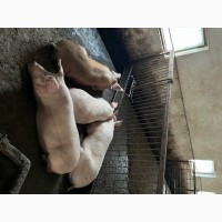 Продам свиней