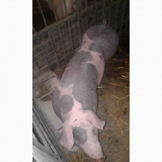 Продам свинку породи петрен на свиноматку готова уже до паруваня