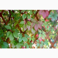 Виноград девичий пятилисточковый (растение с открытой корневой) 15 грн