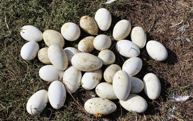 Фото 9. Продам тушки гусей, копчені гуси, живі гуси порода Велика Сіра