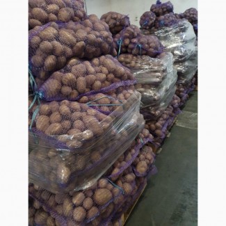 Продам товарну картоплю МЕЛОДІ та ГАЛА