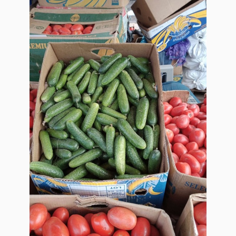 Фото 3. Продажа овощей под клиента с оптового рынка в Великие Копани