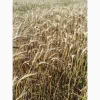 Пшеница озимая Катруся Одеская лидер в засуху