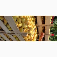 Продам абрикосы из Молдовы отличного качества