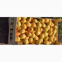 Продам абрикосы из Молдовы отличного качества