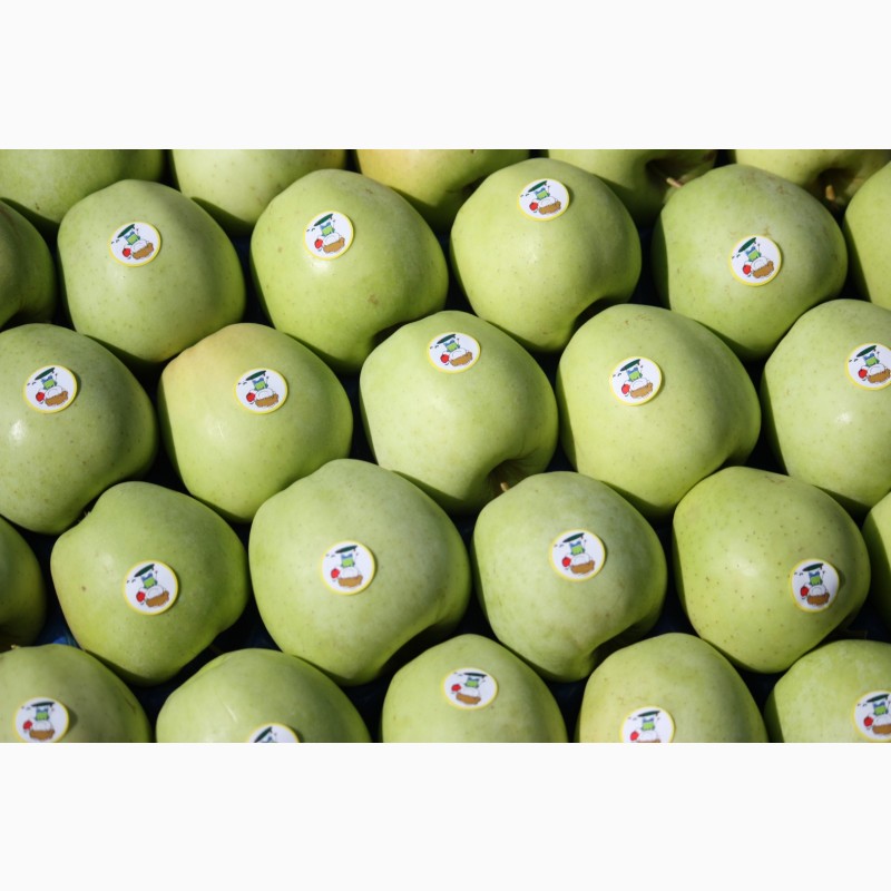 Фото 2. Продам свіже яблуко 2000 тон