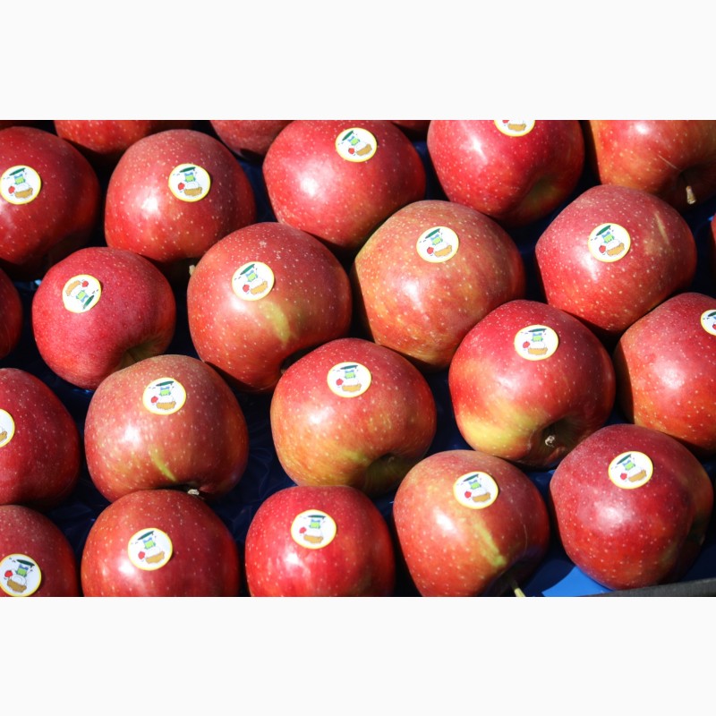 Фото 3. Продам свіже яблуко 2000 тон