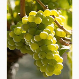 Продається виноград Біанка та Совіньйон